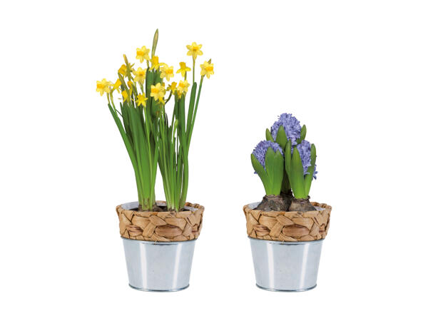 Bulbes à fleurs dans un pot végétal