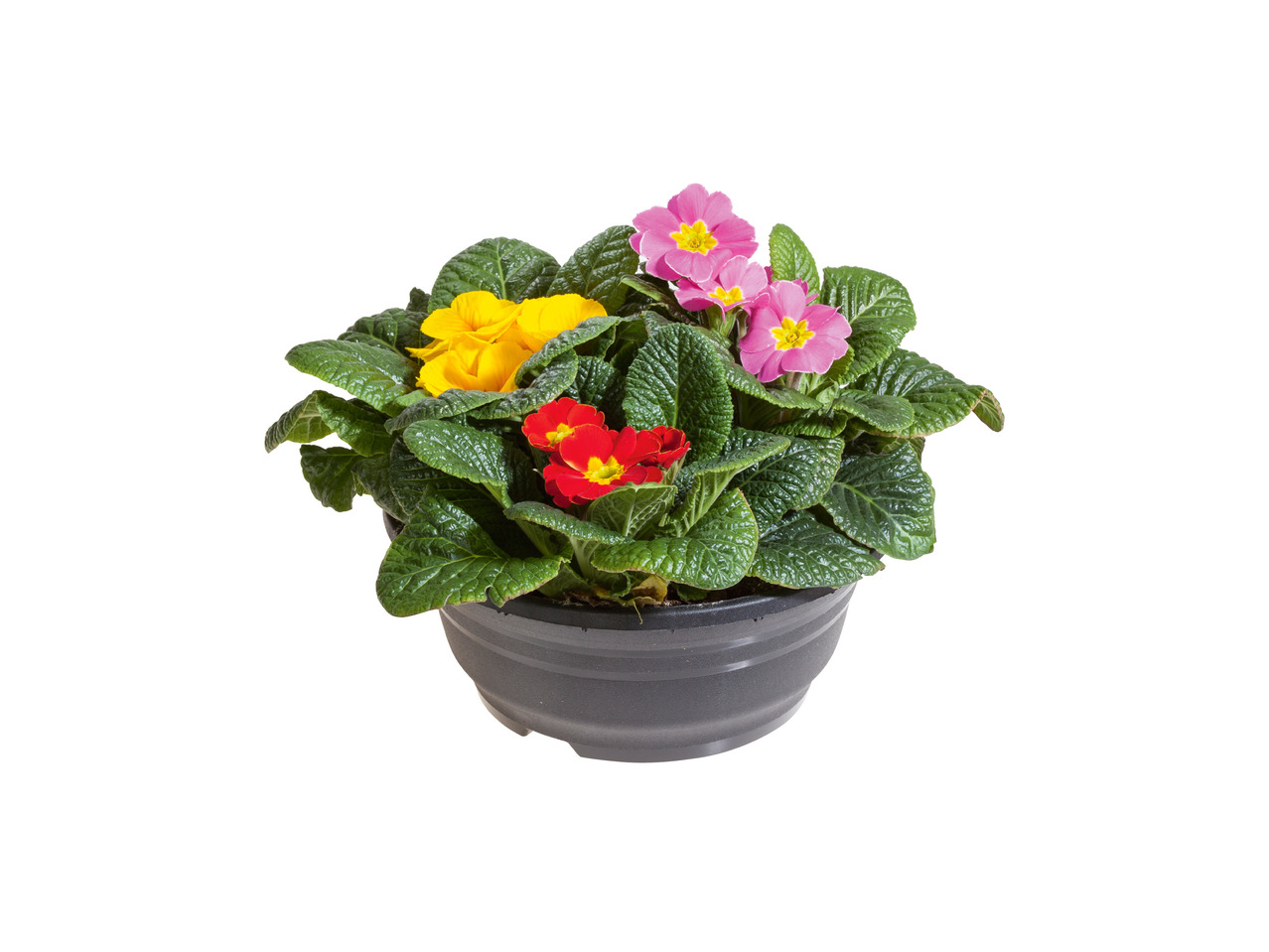 Trefarvet primula