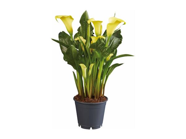 Assorted Calla Lilies