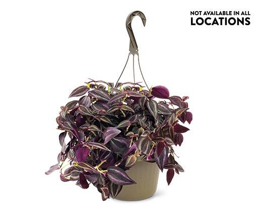 8" Foliage Assorted Varieties