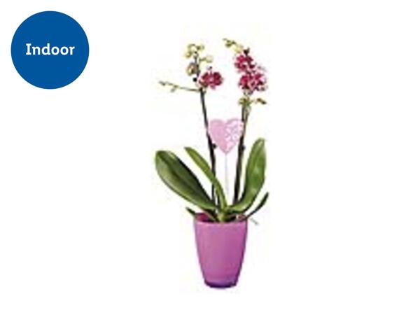 Orchid in Ceramic