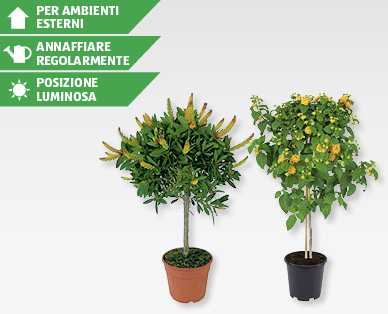 Mix di piante GARDENLINE(R)