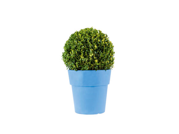 Box Tree Hedging