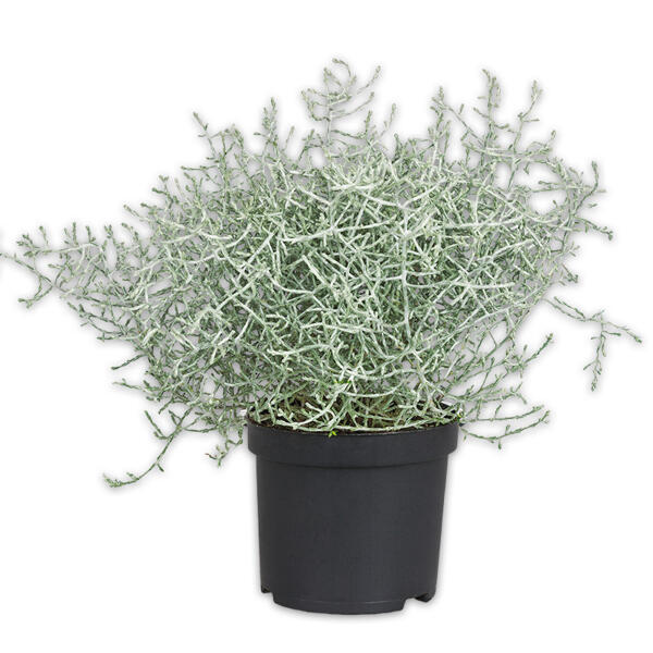 Stacheldrahtpflanze / Hebe Mix