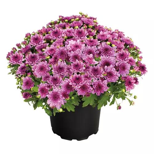 8" Mums - Assorted Color