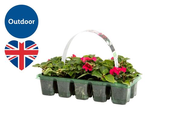 British Bedding Plants