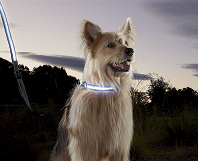 LED Dog Lead and Collar Set
