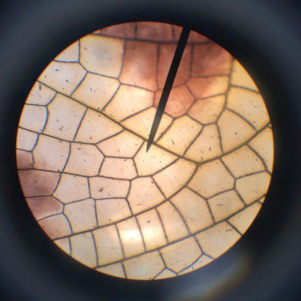 PLAYLAND(R) 				Microscópio