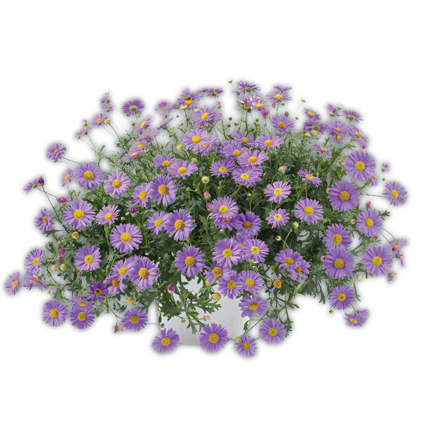 Gänseblümchen