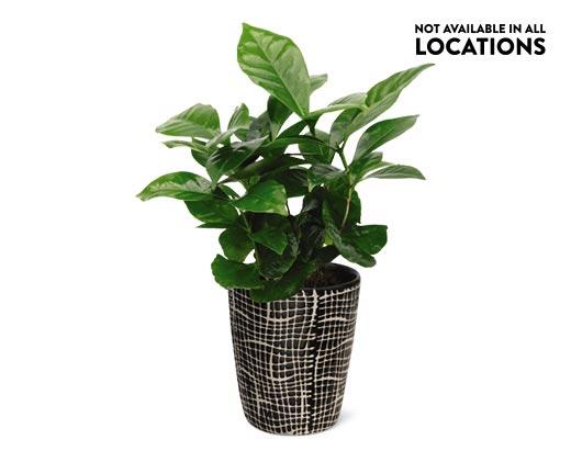 Coffee Plant