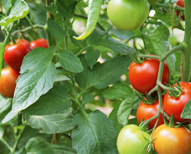 ZURÜCK ZUM URSPRUNG Bio-Fruchtgemüsepflanze