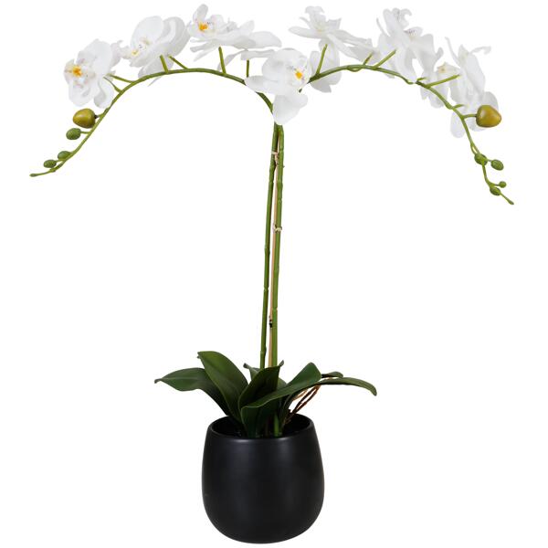 Orchidée en pot