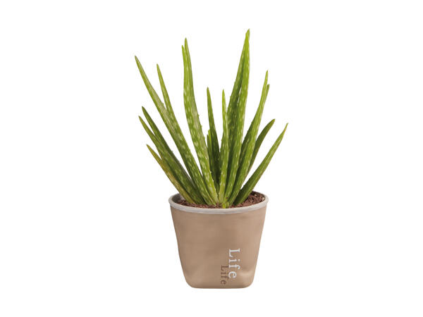 Aloe i keramik