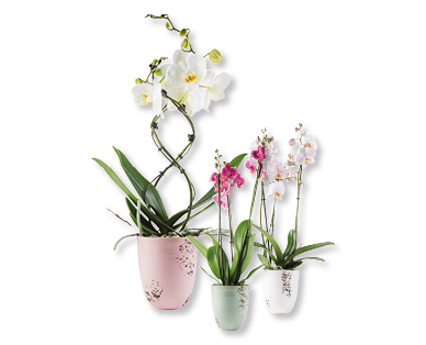 Mélange exclusif d'orchidées