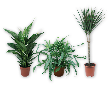 Feng Shui Energiepflanze