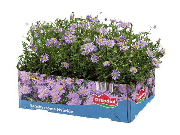 Bedplanter i 6‘er bakke