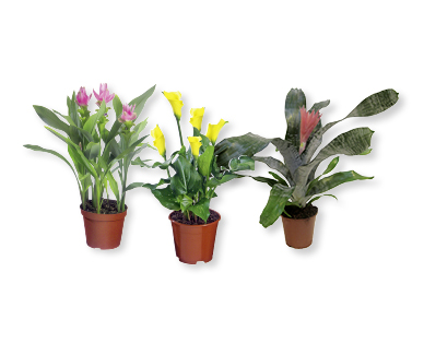 Plantes exotiques à fleurs