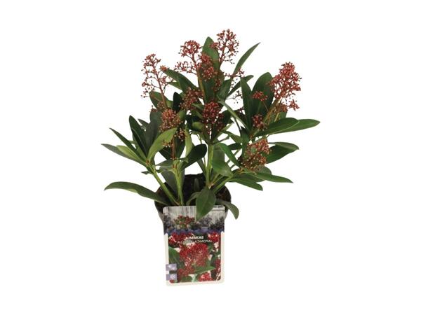 Skimmia Rubella