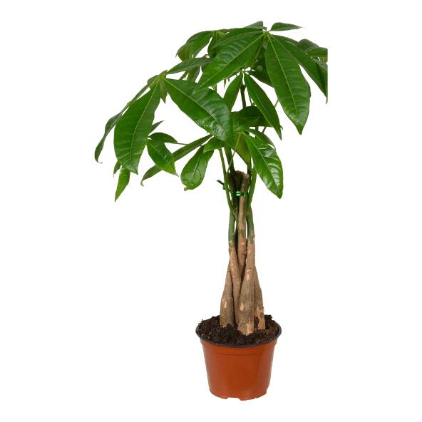 Zamioculcas ou pachira