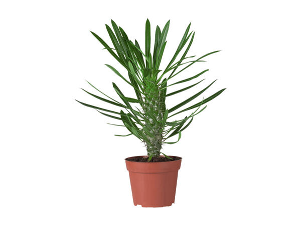 Palm