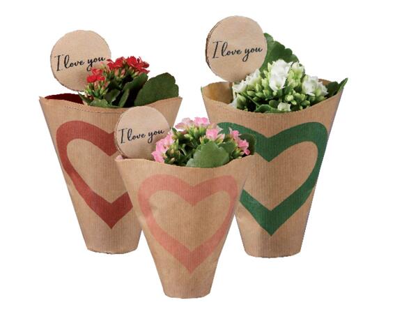 Mini Kalanchoe "I love you"