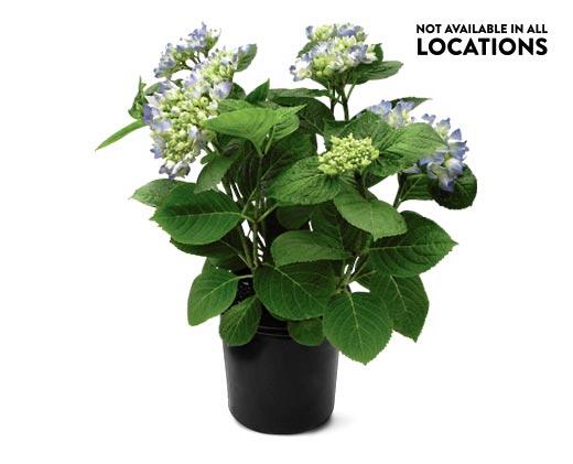 8" Hydrangea Assorted Colors