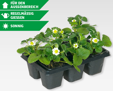 GARDENLINE(R) Erdbeerpflanzen