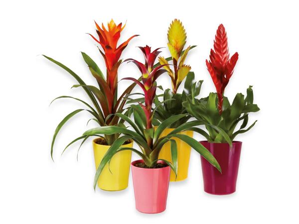 Vriesea or Guzmania