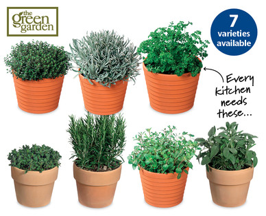 Italian Herbs In Terracotta Pots
