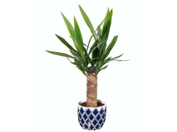 Plantes dans un pot en céramique