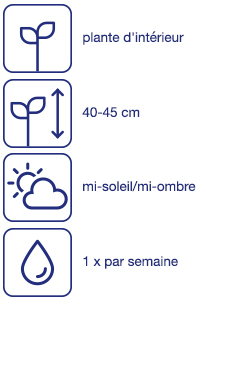 Bonsaï