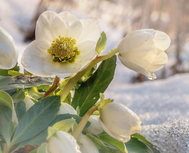 Schneerose