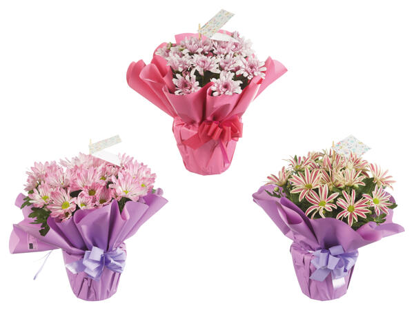 Chrysantheme „Elle Fleur"