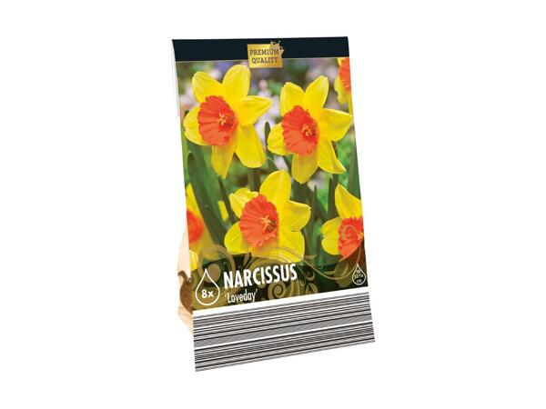 Premium Tulip Bulbs (Warm Mix)