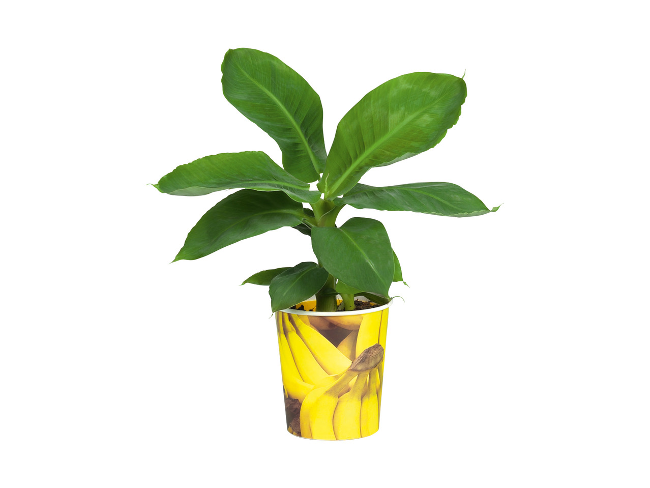 Assorted Fruit Plants1