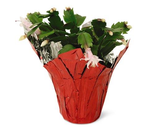 5" Christmas Cactus Assorted Colors