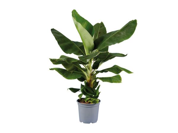 Banana Plant