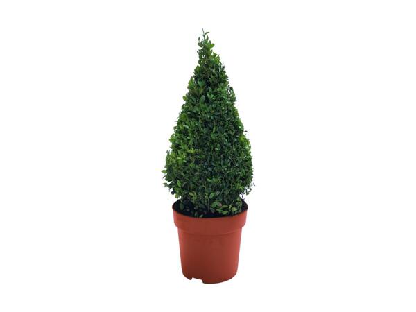 Large Buxus Pyramid
