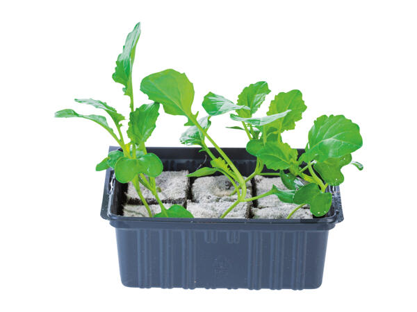 British Young Vegetable Plants