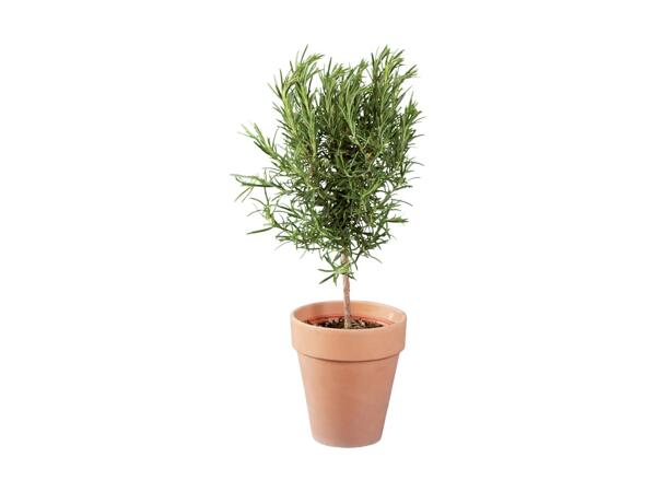 Italian Herbs on Stem