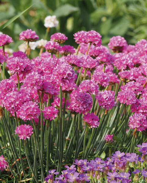 Aubrieta/Saxifrage/Armeria Plants