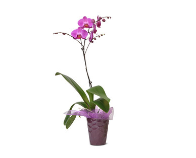 5" Easy Orchid