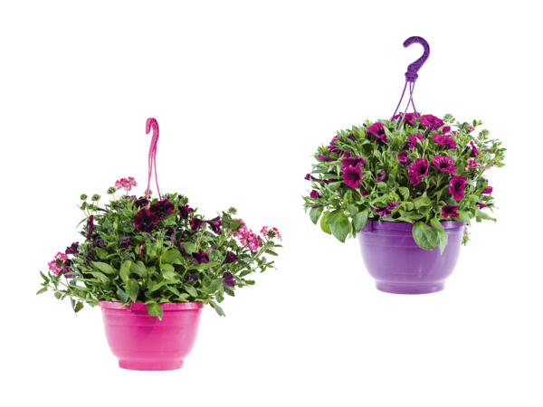Maxi plantes pour suspensions