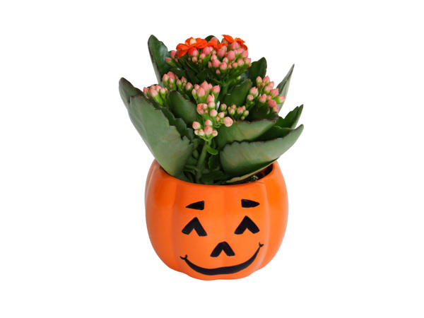 Halloween Kalanchoe
