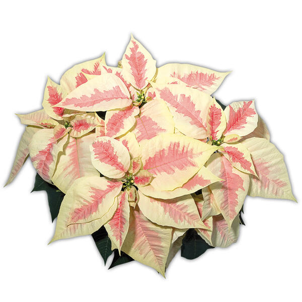 Weihnachtsstern