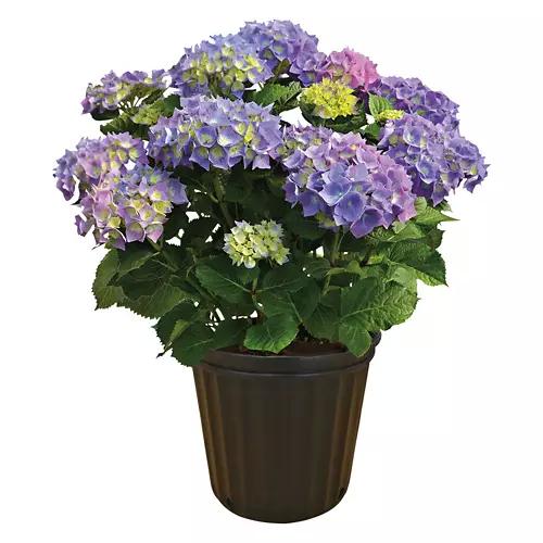 Assorted Hydrangea