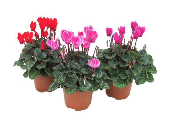 Mini Cyclamen