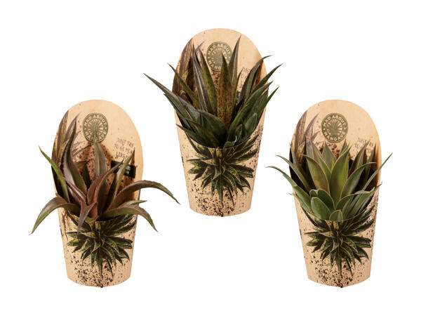 Agave