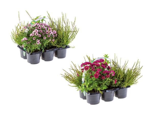 Outdoor miks i 6‘er bakke