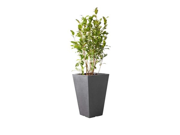 Planter
